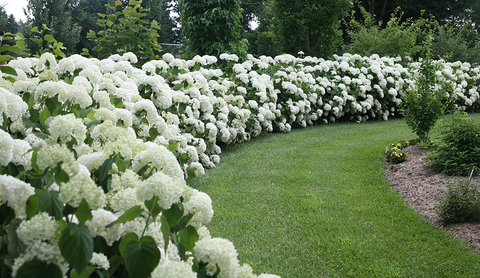 Incrediball panicle hydrangea hedge