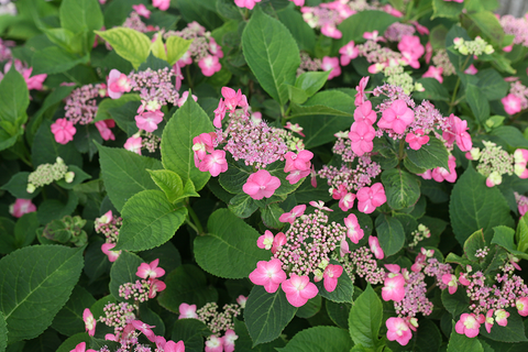 Close up image of mountain hydrangea flowers