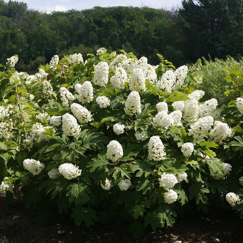 Image of Gatsby Gal oakleaf hydrangea 1