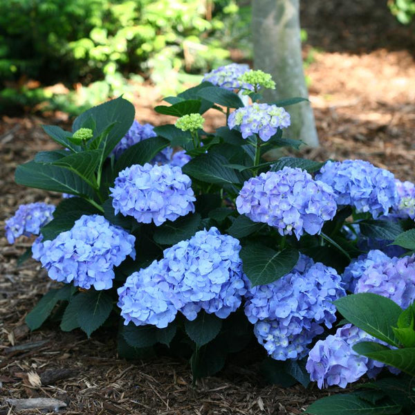 Image of Let's Dance Blue Jangles Hydrangea in full bloom, with large blue flowers