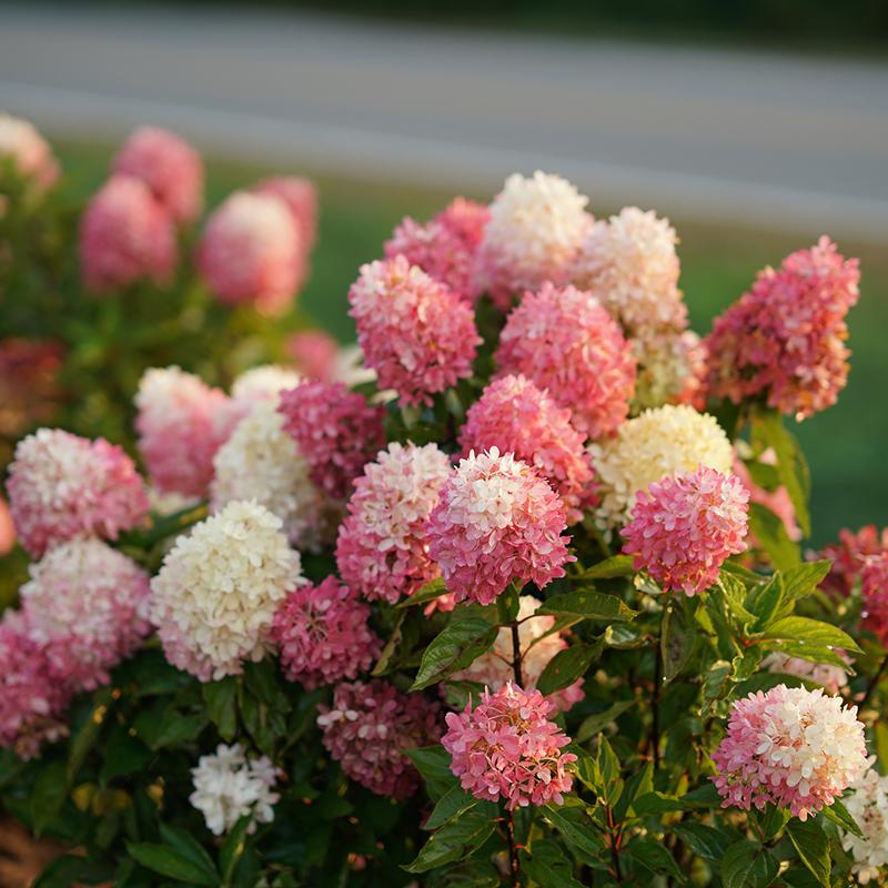 Zinfin Doll® Panicle Hydrangea - DISCONTINUED