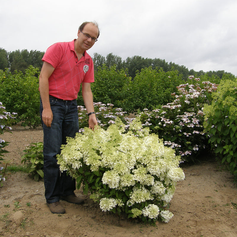 Image of Hydrangea Bobo plant in a garden setting