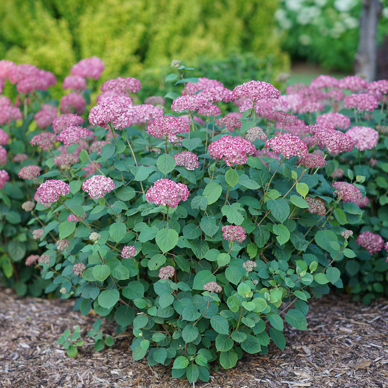 Image of Invincibelle Hydrangea in full bloom