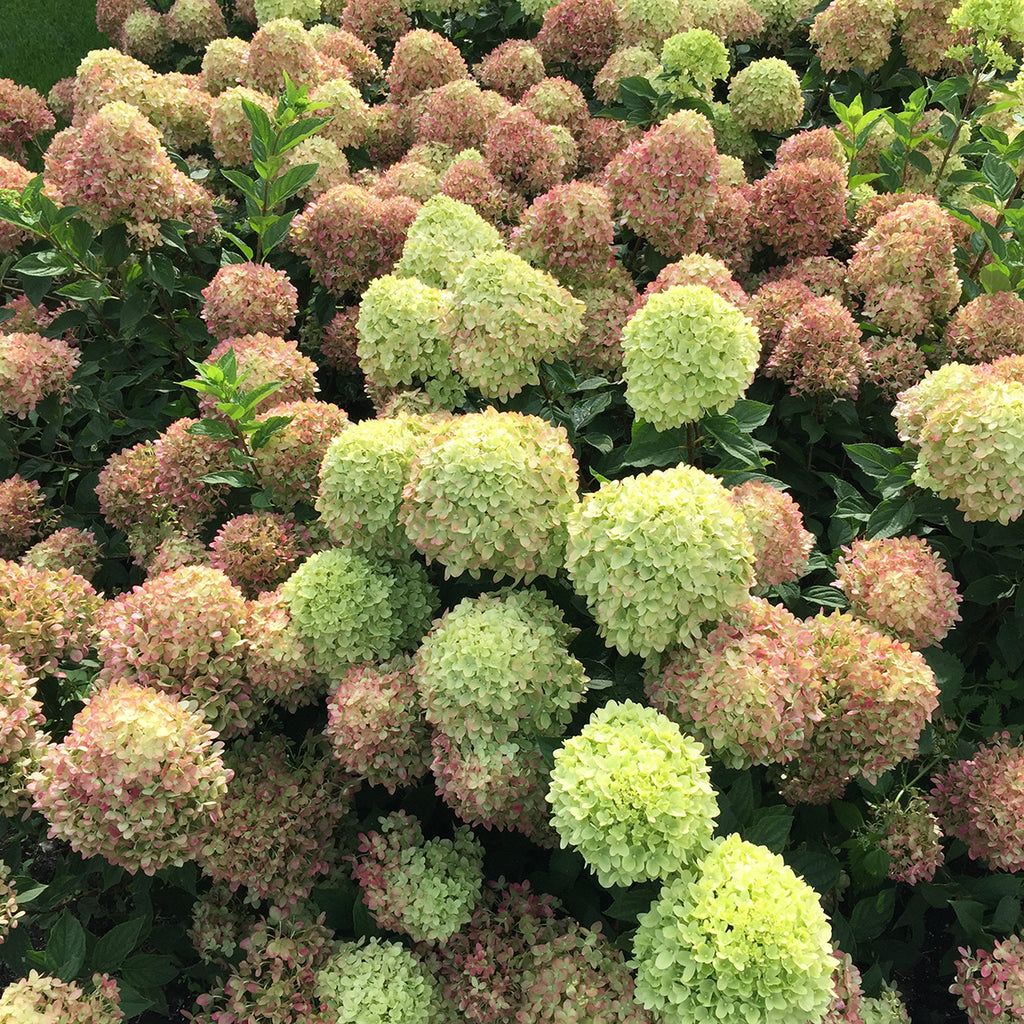 Image of Little lime hydrangea in shade pinterest 4