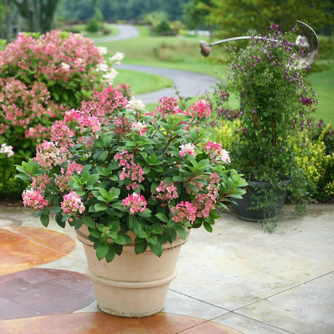 hydrangea little quickfire