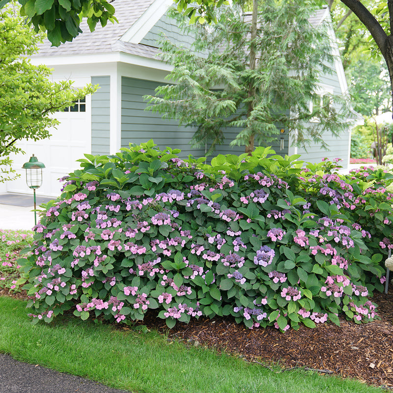 Image of Mountain Hydrangea in a Mountain Landscape