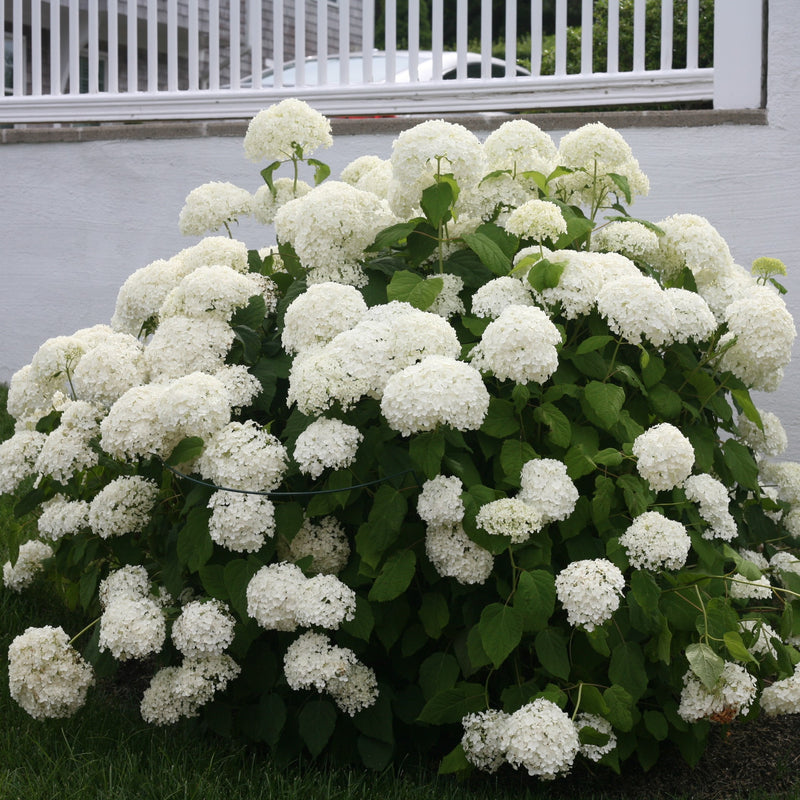 Image of Annabelle smooth hydrangea image 1