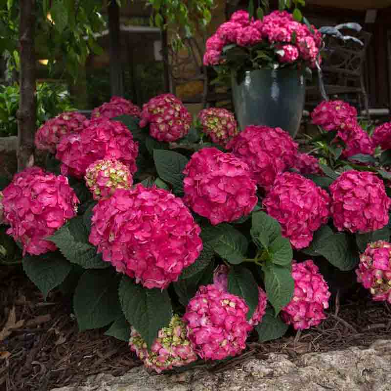 Image of Hydrangea endless summer crush in pot deep pink blooms