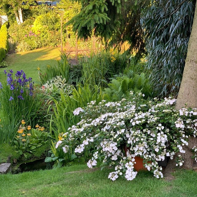 Image of Cluster of fairy trail hydrangeas in garden