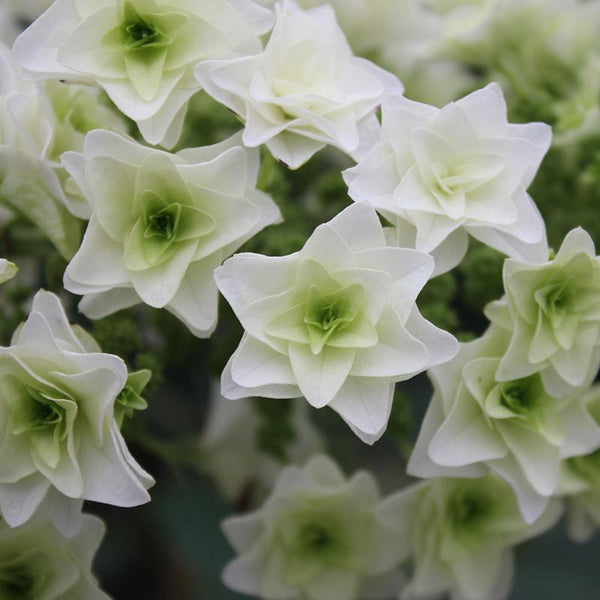 Image of Gatsby Star Hydrangea close up