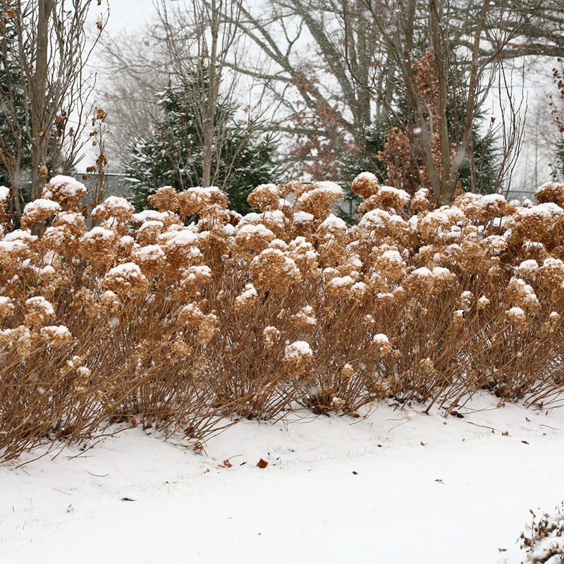 Image of Invincibelle Hydrangea in winter