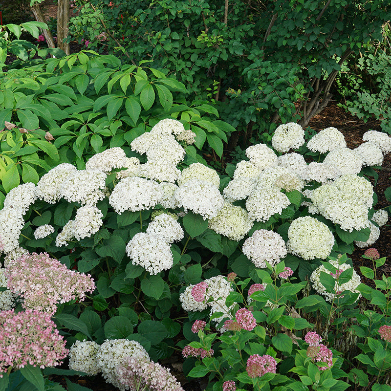 Image of Invincibelle Hydrangea in a shady spot