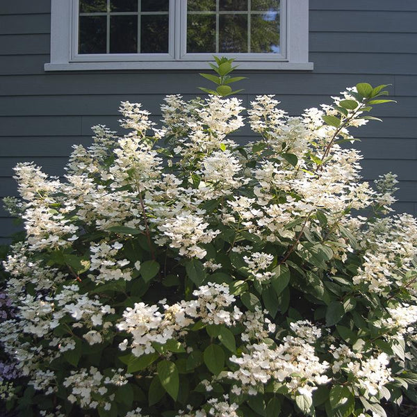 Image of Quick Fire Hydrangea in Bloom