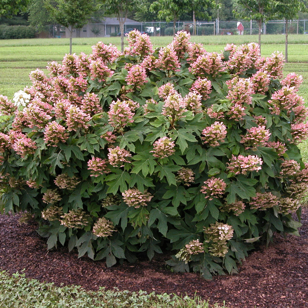 Image of Munchkin Oakleaf Hydrangea in a garden