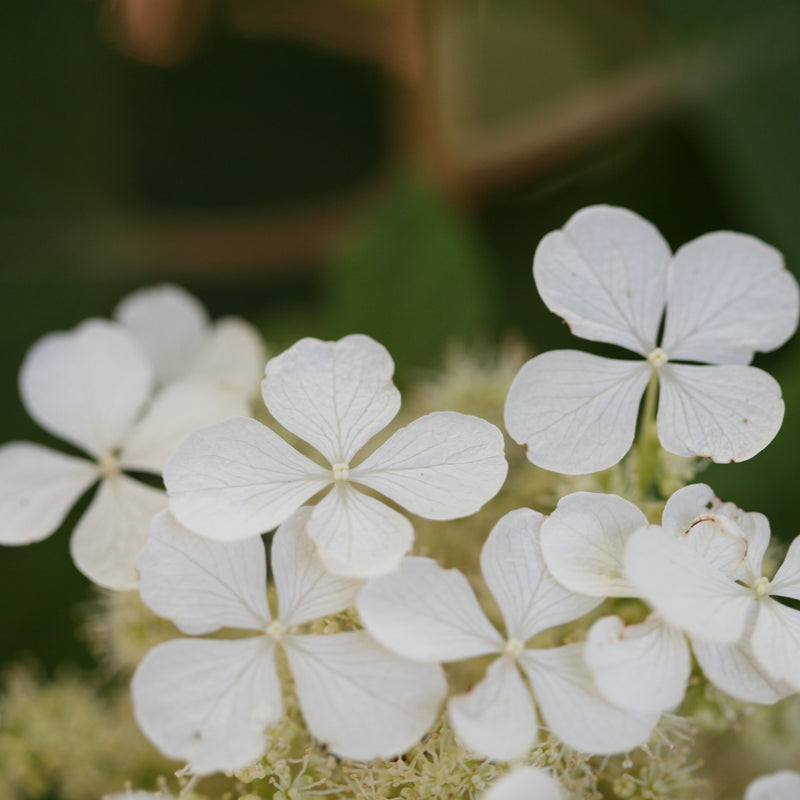 Image of Close-up of white pee wee hydrangea flower