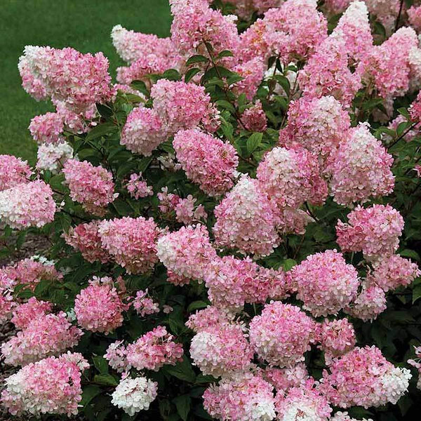 Image of Vanilla Strawberry smooth hydrangea variety