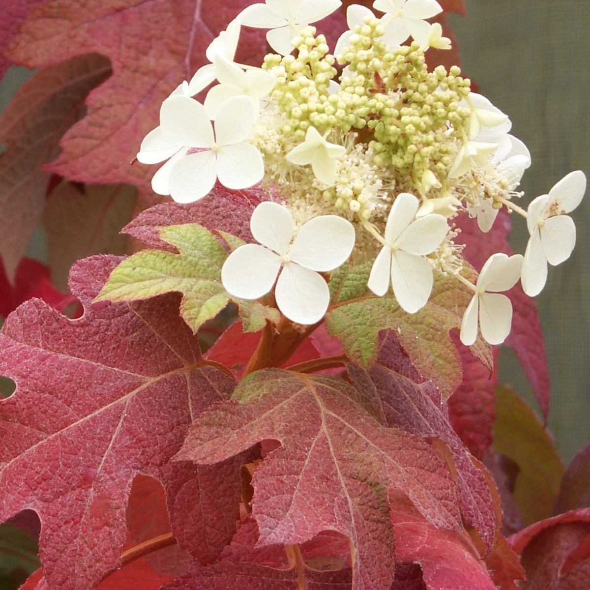 oak leaf hydrangea