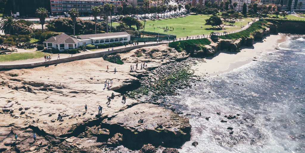 Checking out the La Jolla Harbor Seals – San Diego Beach Secrets