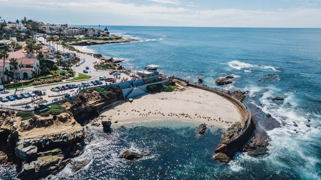 Visiting the La Jolla Seals and Sea Lions at Children's Pool Beach