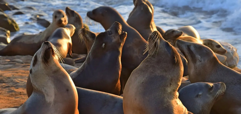 The 5 Best Spots to View Seals and Sea Lions in La Jolla - Everyday  California