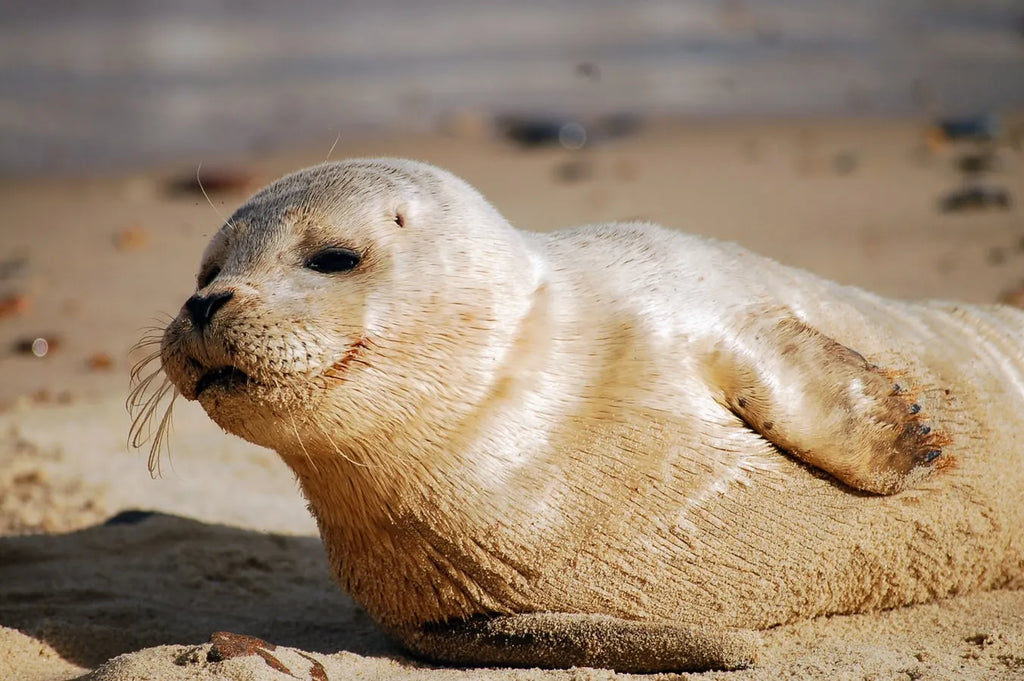 Checking out the La Jolla Harbor Seals – San Diego Beach Secrets