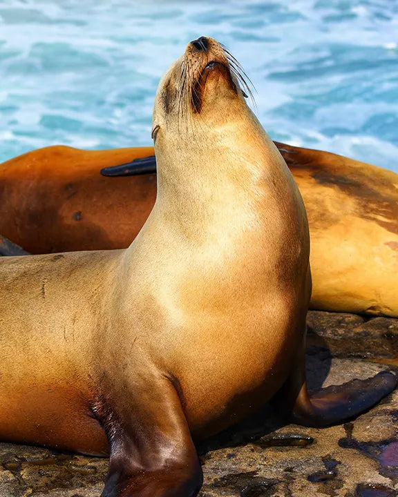 Visiting the La Jolla Seals and Sea Lions at Children's Pool Beach