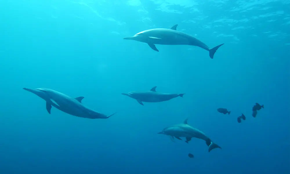 A pod of dolphins swimming through the open ocean