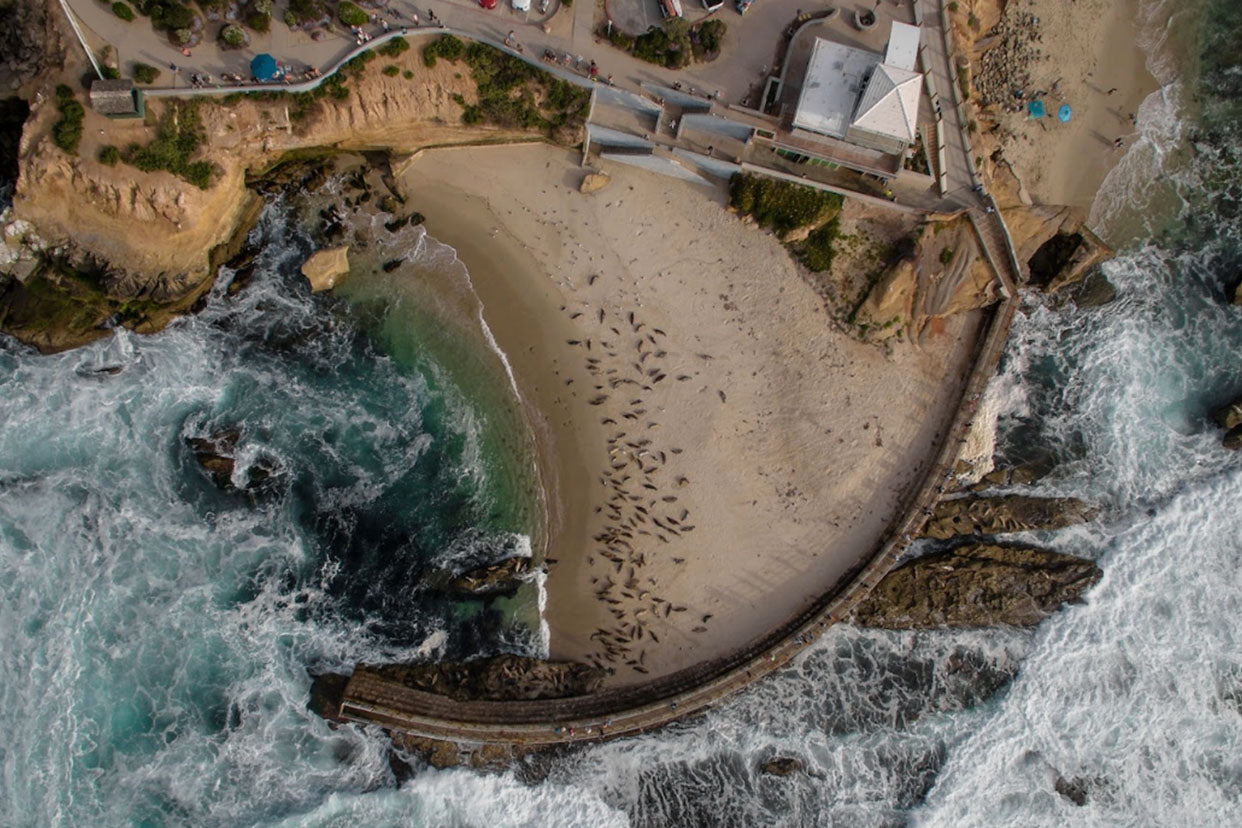Imagen aérea de la Piscina Infantil en La Jolla. Hay leones marinos de California tumbados en la arena.