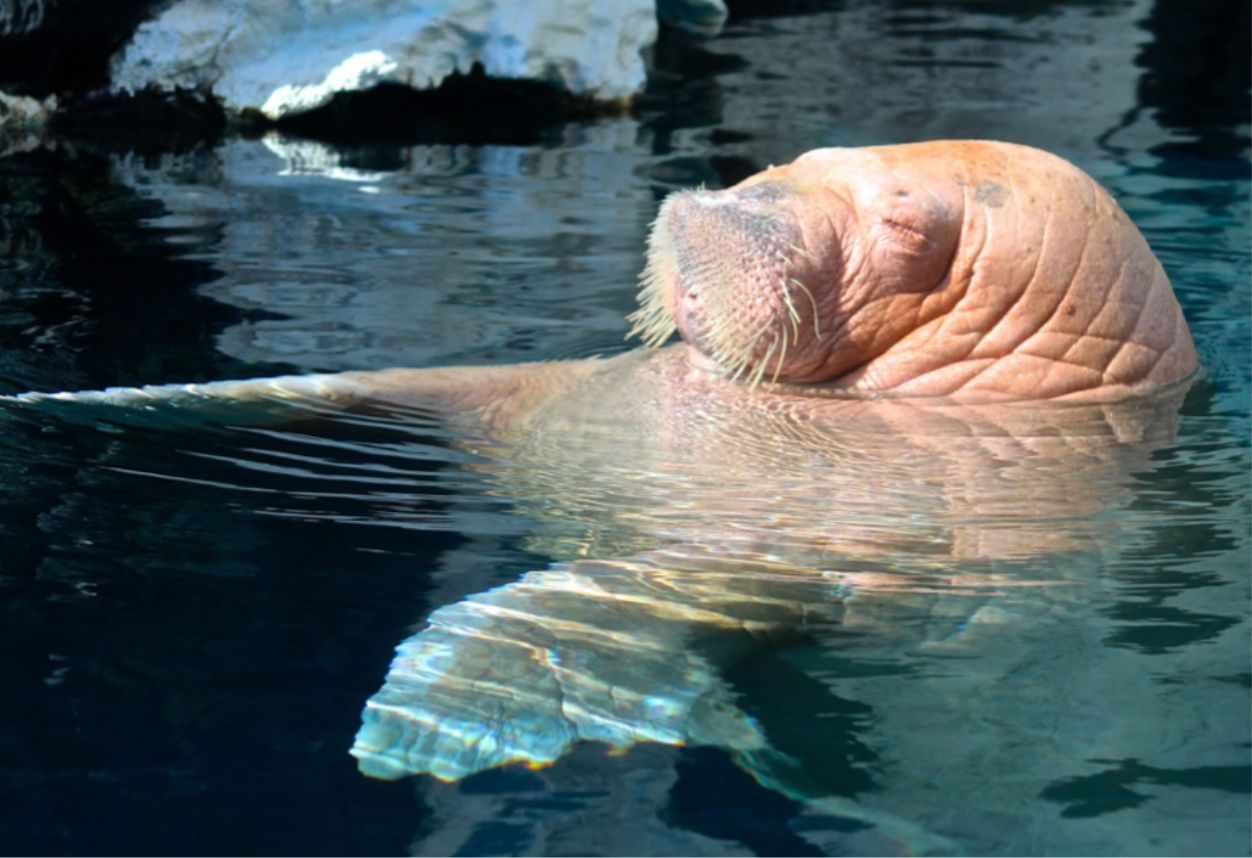Large walrus relaxing in the water of SeaWorld's enclosure.