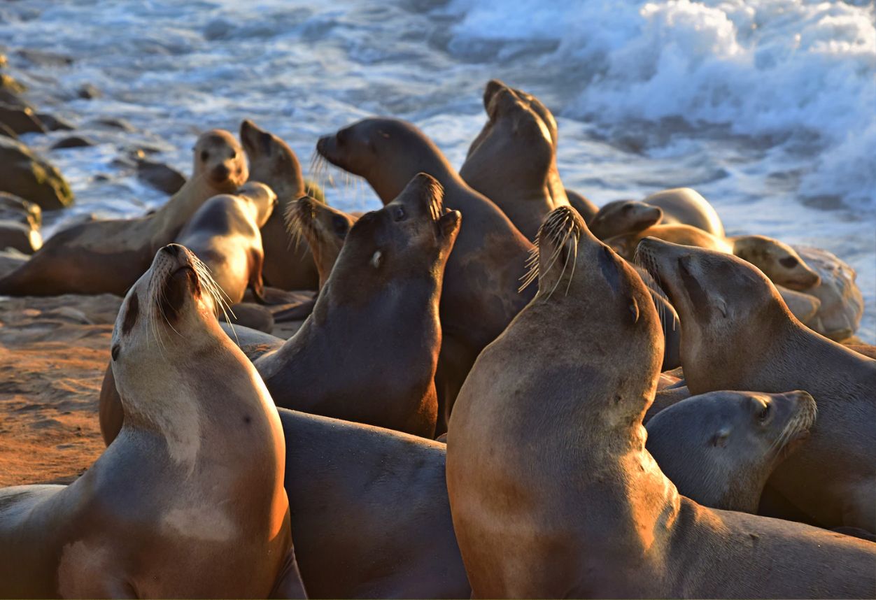 A group of juvenile sea lion pups all with their heads up in La Jolla Cove next to the water.