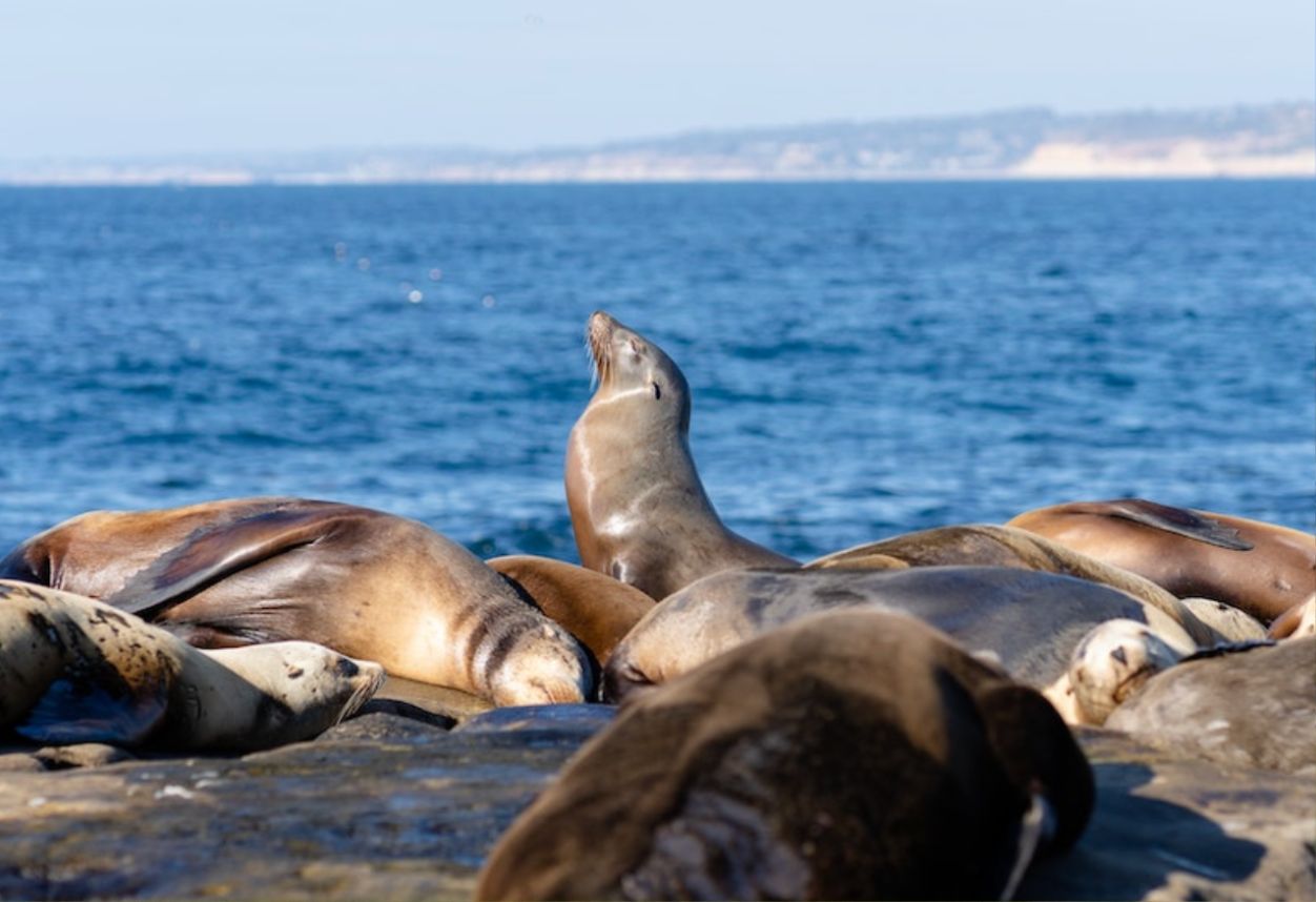 one sea lion with it's head up with bright blue skies and other sea lions lying around