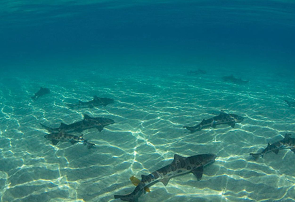 Multiple leopard sharks swimming along the sea floor with super clear and blue water