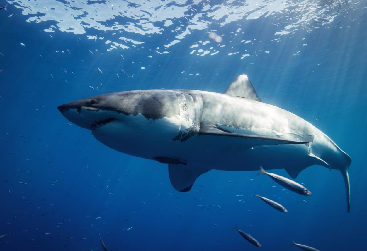 Un gran tiburón blanco gigante nadando por las aguas azules del océano