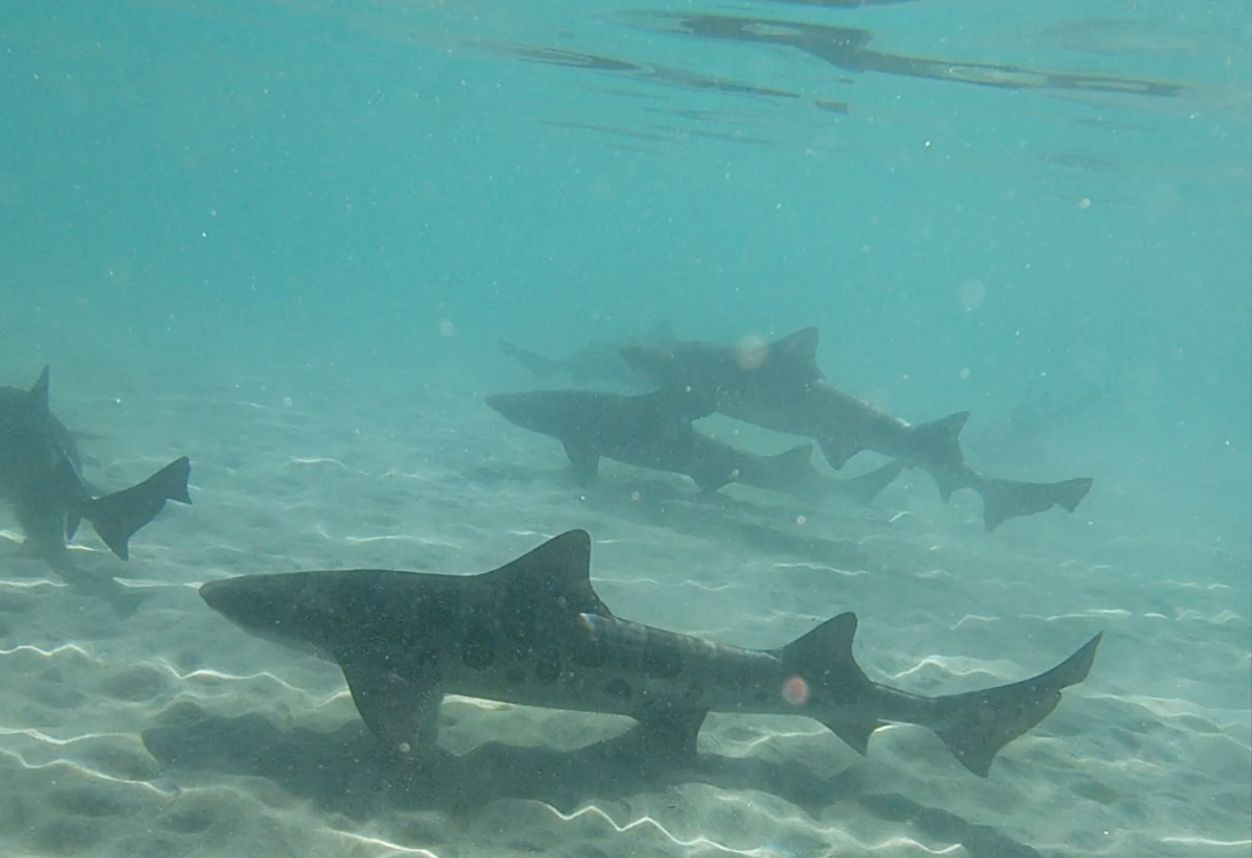 Los tiburones leopardo nadando en el fondo de La Jolla Shores