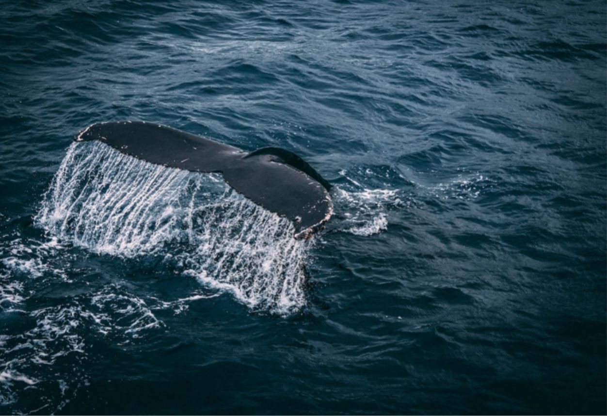 Gran cola de ballena fuera del agua en el Océano Pacífico.