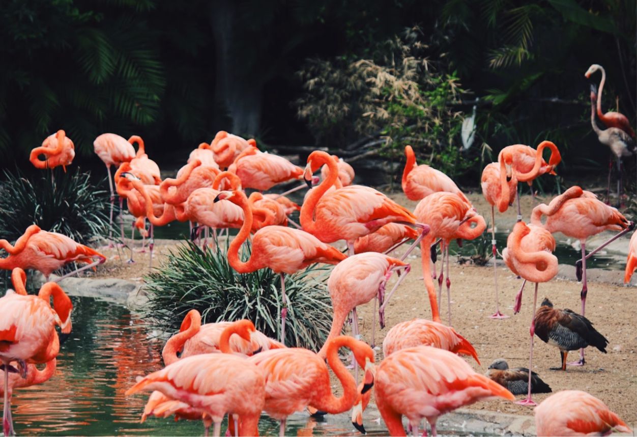 una foto del zoológico de San Diego. la exhibición de flamencos en el zoológico de San Diego. múltiples flamencos. animales de san diego