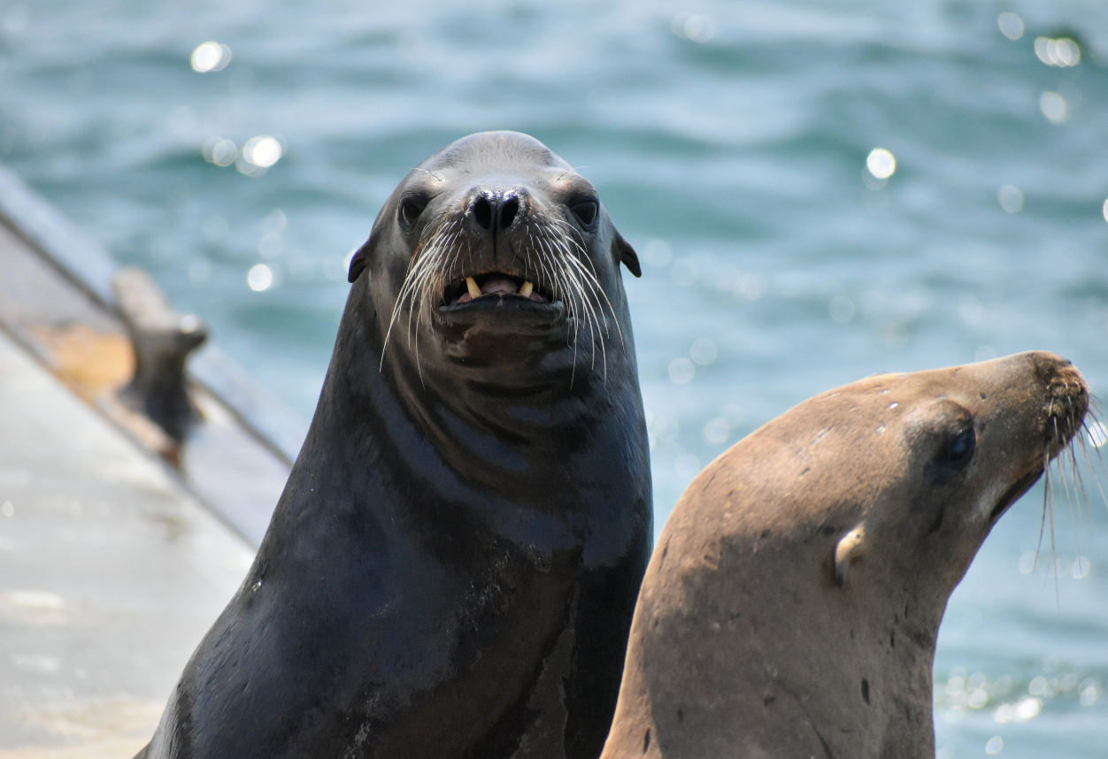 The California sea lion looking straight into the camera in front of the ocean in La Jolla California