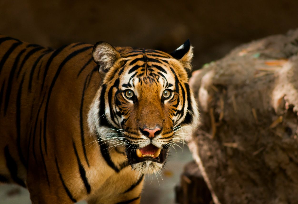 Photo of a tiger in the San Diego Zoo - An activity that couples can do together in California