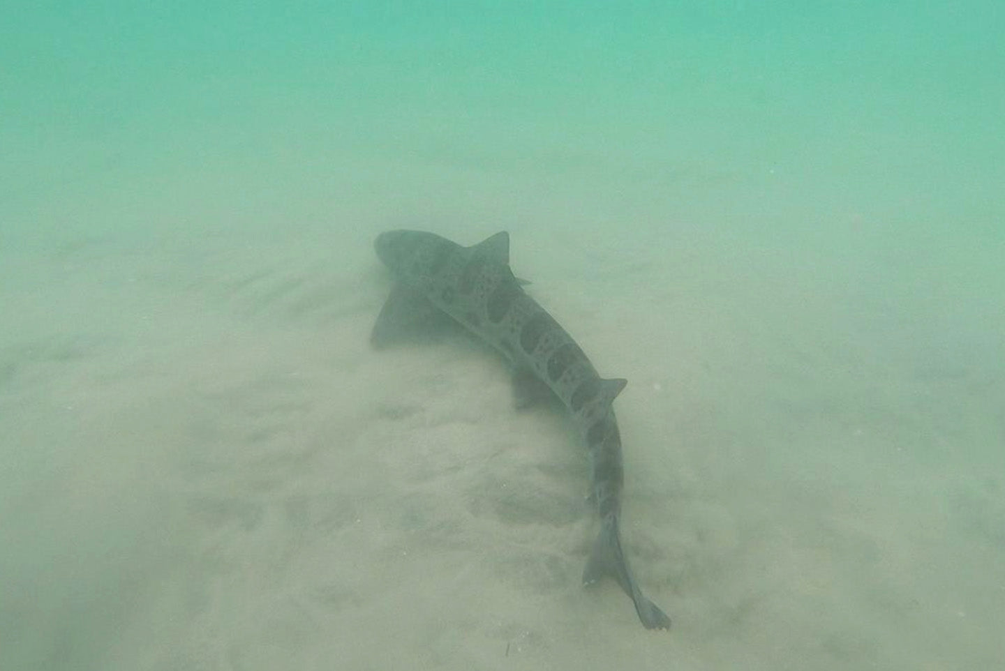 Underwater photo of a Leopard Shark swimming along the sandy bottom of the ocean in La Jolla.