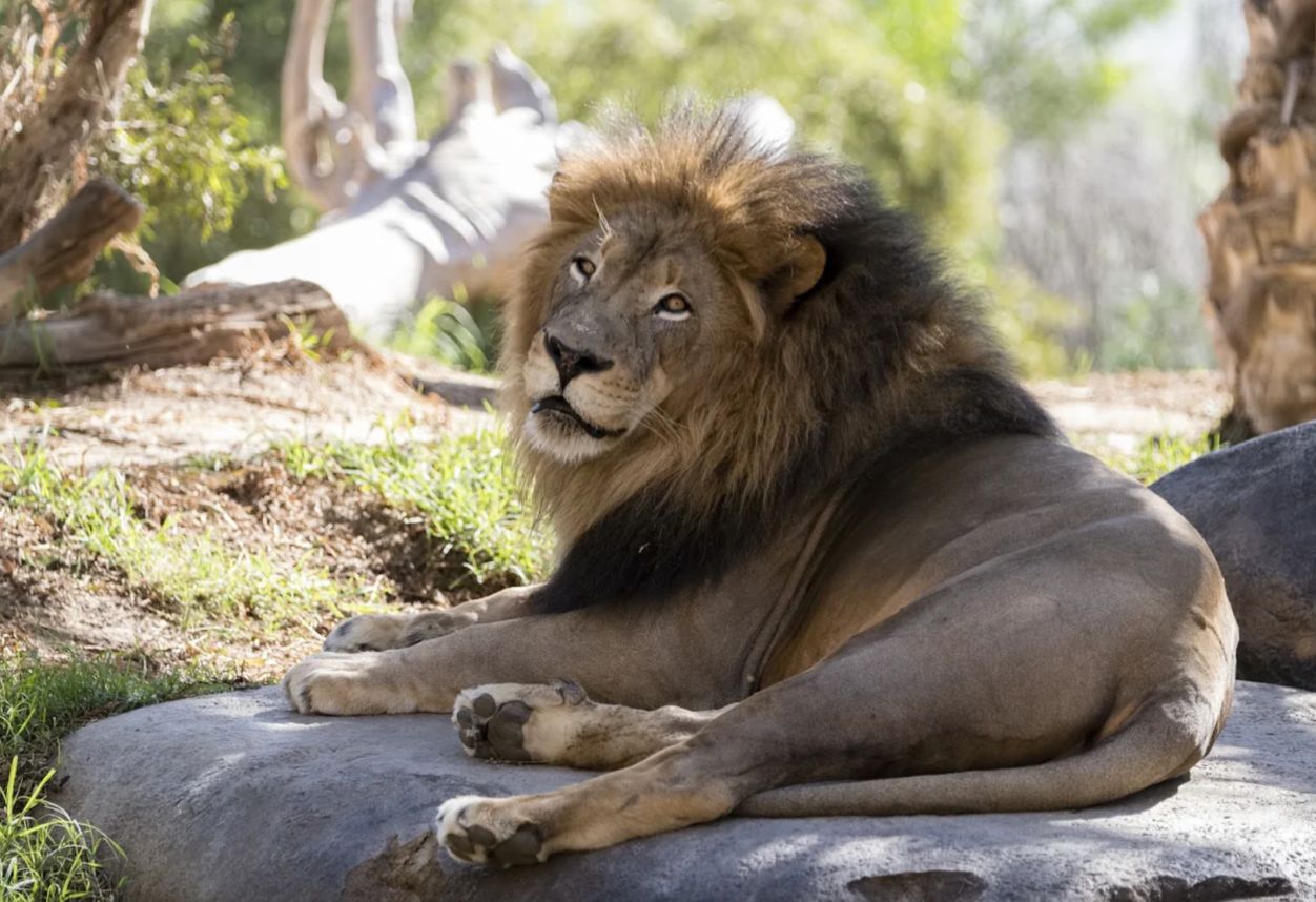 Un león mirando por encima del hombro en el Zoológico de San Diego