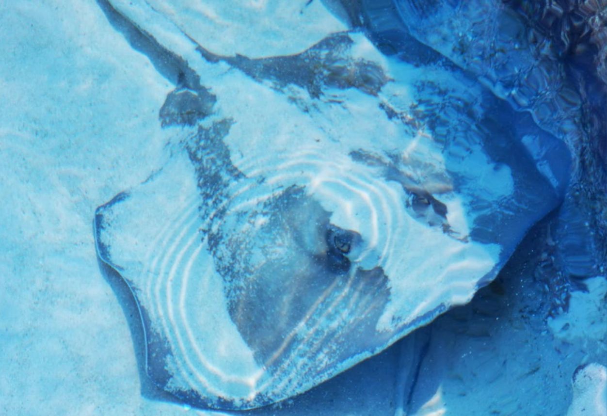 a stingray underwater with san covering its body