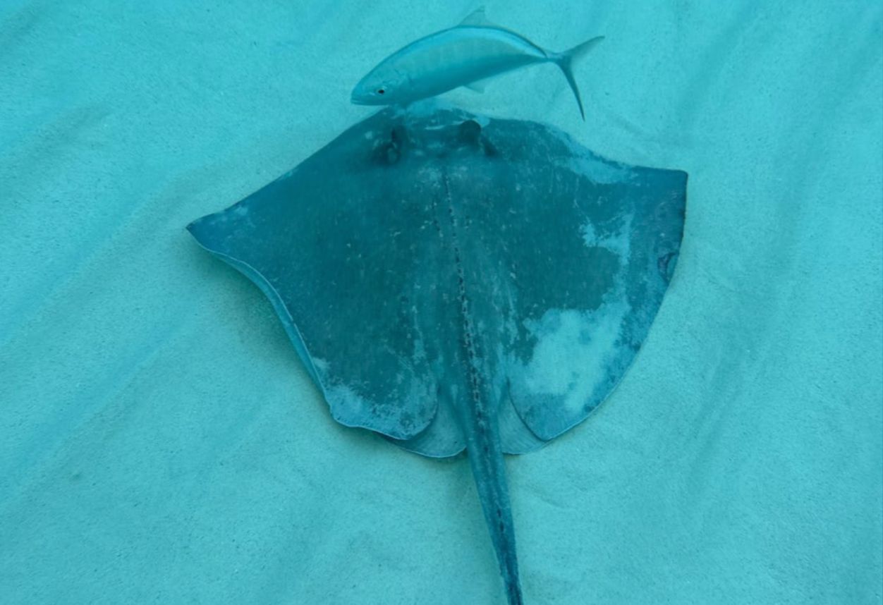 A stingray underwater swimming with a fish in San Diego