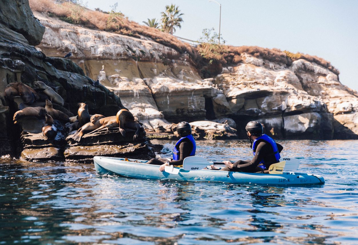 Two kayakers on a tour approaching sea lions in La Jolla San Diego with a guide