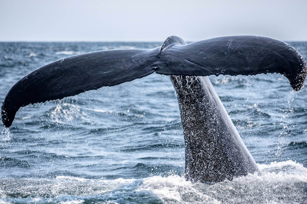 Avistamiento de ballenas en La Jolla, California. Se representa la cola de una ballena surgiendo del océano. El resto de la ballena está fuera de la vista, bajo el agua.