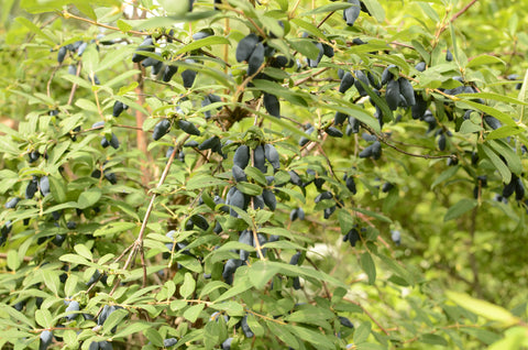 Framboisier noir 'Jewel'  Rubus occidentalis - Paysage gourmand