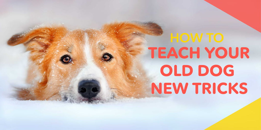 at what age can you teach a dog tricks