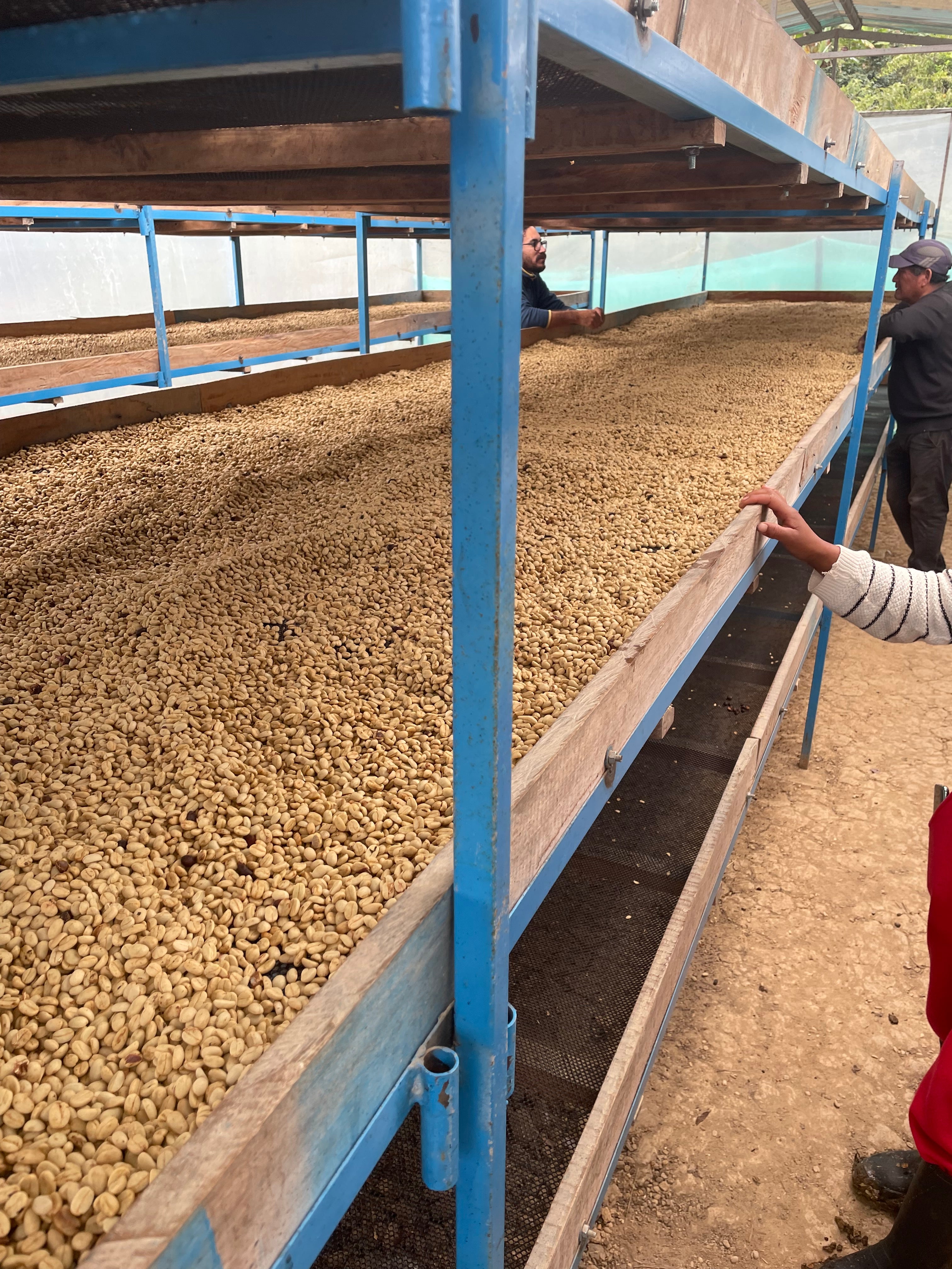 Nach dem Schälen und Waschen werden die "washed" Kaffees zum Trocknen auf Sonnenliegen gelegt. Toccto Spezialitätenkaffee, Peru.