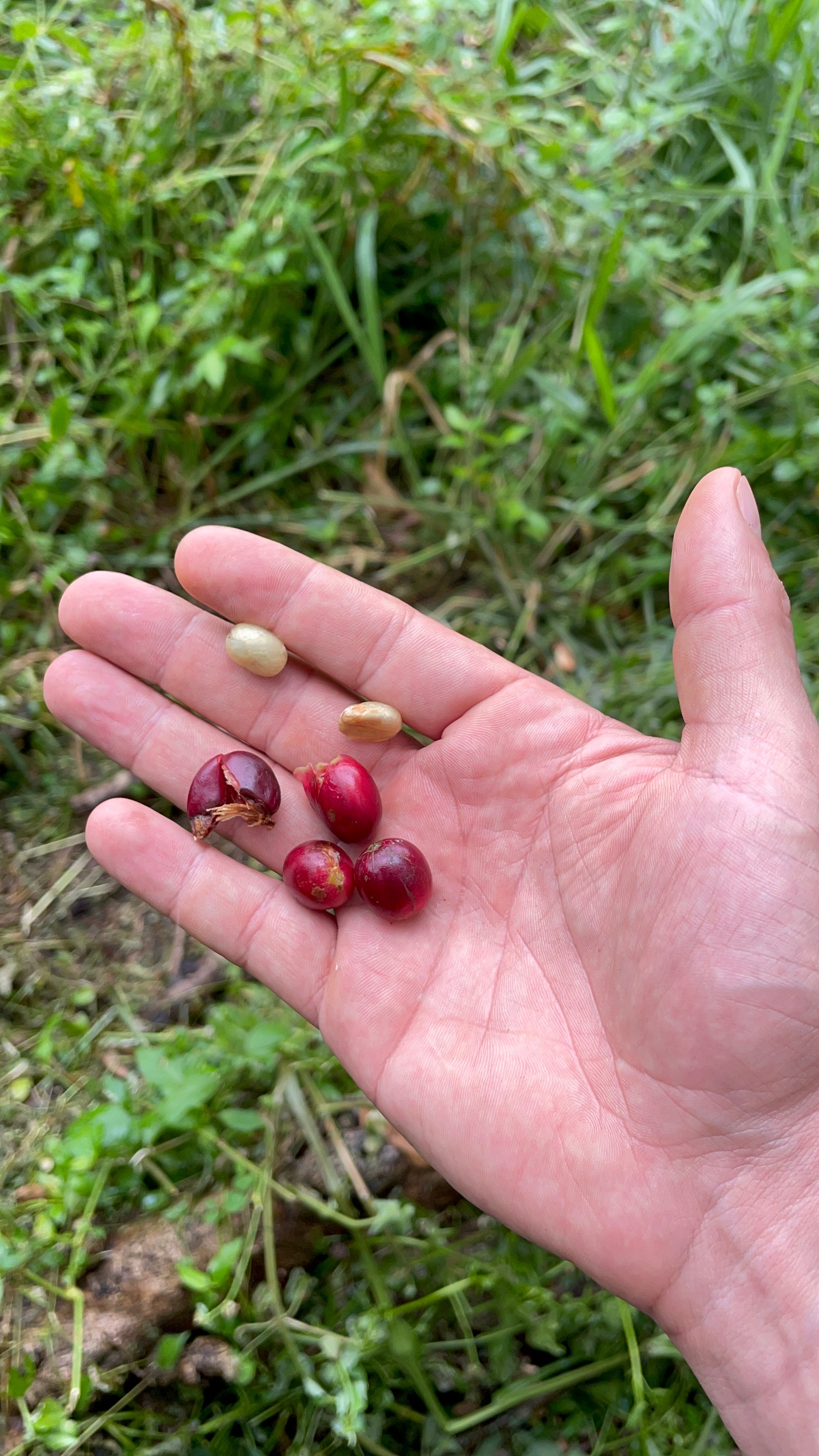 (Walking through the coffee fields, you taste the sweetness of the coffee beans. In Santander, Colombia. Two green coffee beans inside a coffee cherry).