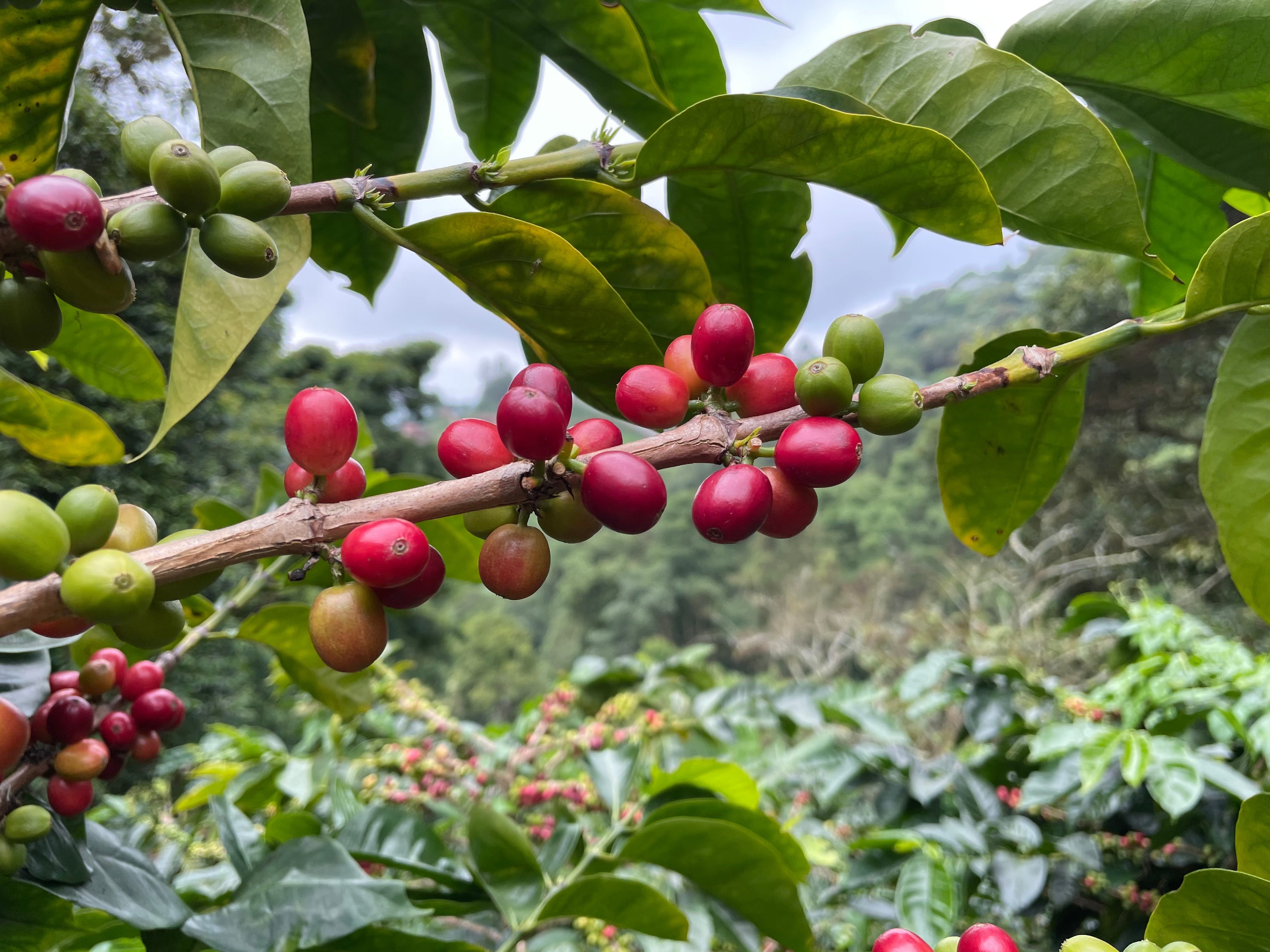 Coffee brench with some ripe coffee cherries on a farm visit of the beautiful coffee farm of Café Vélez 1810. High in the mountains close to Cali, Colombia.
