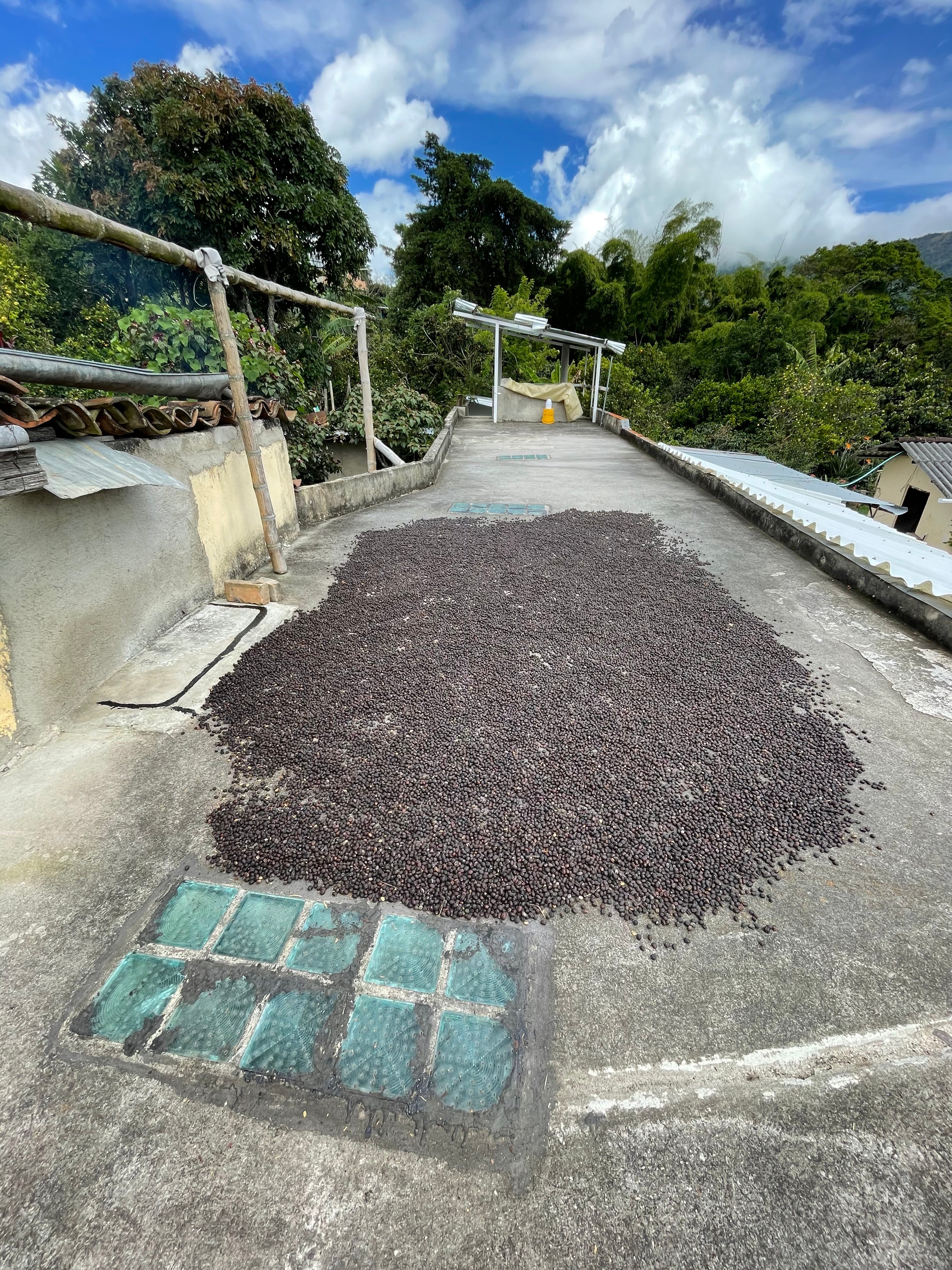 Damit die als "naturals" verarbeiteten Kaffees vor allem in den ersten Tagen schnell trocknen, können sie auf den sonnigen Dächern der Kaffeefarmen ausgebreitet werden. Juan Pablo "naturals" Kolumbien.